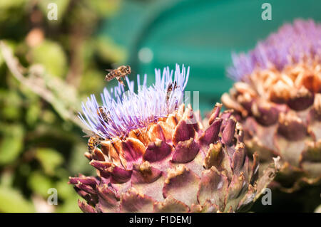 Honey bees collecting pollen from artichoke flower at London allotment plot, England. Stock Photo
