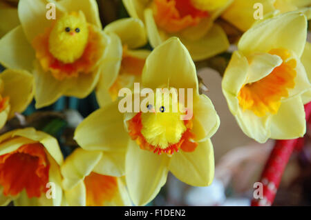 Little fluffy chicks placed inside daffodil flowers on Polish Easter breakfast table Stock Photo