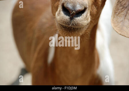 Up close and personal - mouth and nose of a curious goat at Ciechanovice village farm, Poland Stock Photo