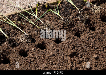 Small leek plants being planted on into larger holes in raised beds ready for further growth and blanching Stock Photo