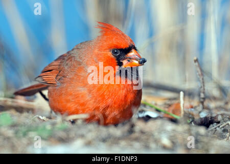 Male Northern Cardinal Ground Feeding Stock Photo