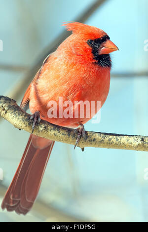 male red Cardinal on branch, just behind male Blue Jay intentional  unfocused, snow on branches Stock Photo