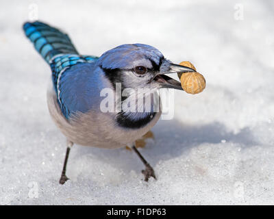 Blue Jay in the Snow with Peanut Stock Photo