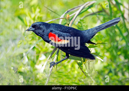 Male Red-winged Blackbird on a branch