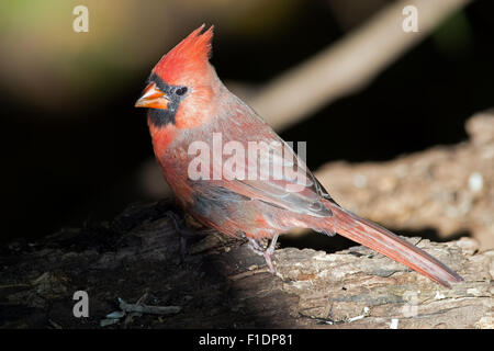 Male Northern Cardinal Ground Feeding Stock Photo