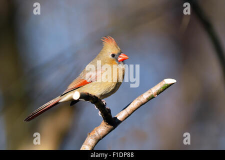 Female Cardinal on a branch Stock Photo