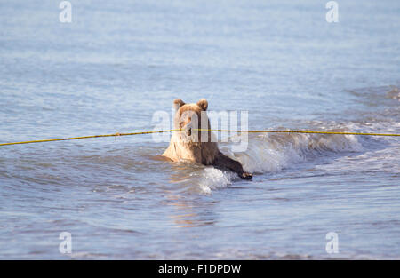 Grizzly Bear Cub Playing with a Rope in the Ocean Stock Photo