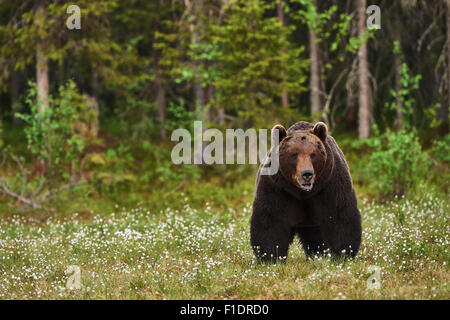 beautiful big brown bear frontally photographed in Finnish taiga Stock Photo