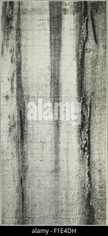 *Defects in Timber Caused by Insects* (1490) examines the damage to ...