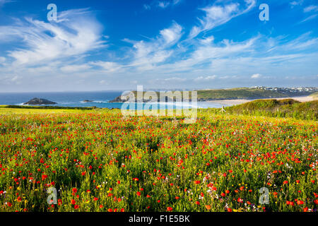 Field of Poppies and wild flowers overlooking Crantock Beach near Newquay Cornwall England UK Europe Stock Photo