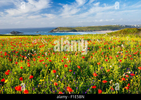 Field of Poppies and wild flowers overlooking Crantock Beach near Newquay Cornwall England UK Europe Stock Photo