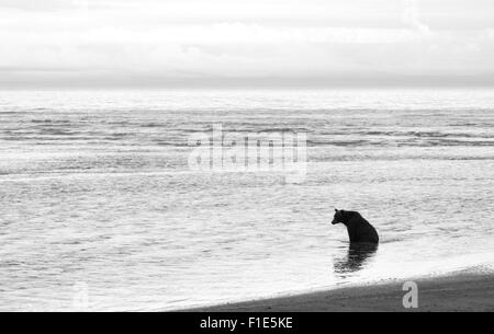 Alaskan Grizzly Bear Sitting in Ocean Black and White Image