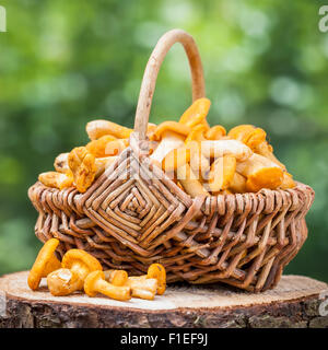 Chanterelles in wicker basket on wooden stump in forest Stock Photo