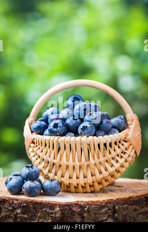 Basket with fresh ripe blueberries on wooden stump in forest. Stock Photo