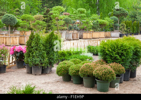 Cypresses plants in pots bonsai garden plants on tree farm Stock Photo