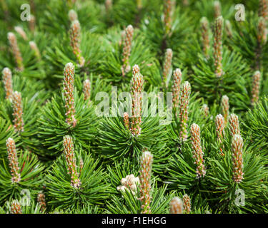 Pine and pine cones close up Stock Photo