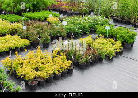 Spirea plants in pots on sale Stock Photo