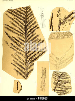 The fossilized flora of the Permian Formation, focusing on the plant ...