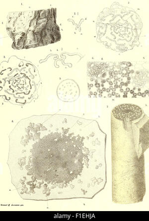 This 1864 work presents the fossil flora of the Permian period ...
