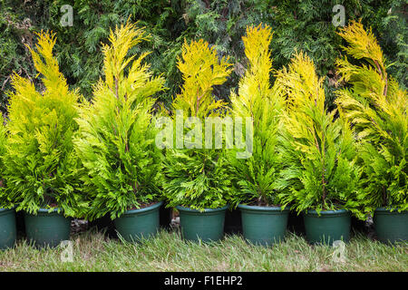 Cypresses plants in plastic pots on tree farm Stock Photo