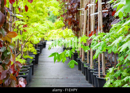 Rows of young maple trees in plastic pots on plant nursery Stock Photo