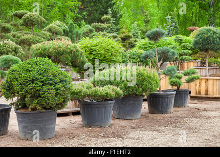 Pine in pots and bonsai garden plants on tree farm Stock Photo