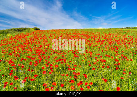 Field of Poppies and wild flowers above Porth Joke beach near Newquay ...