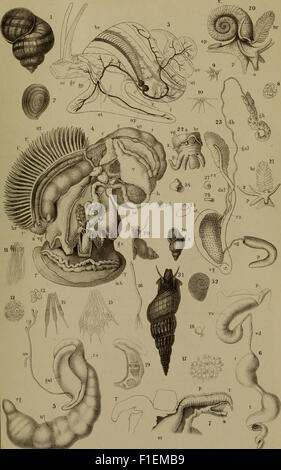 This 1862 work presents the classes and orders of mollusks (Malacozoa ...