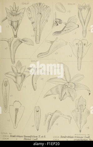 A botanical work from 1905 documenting the orchids of Java, detailing ...