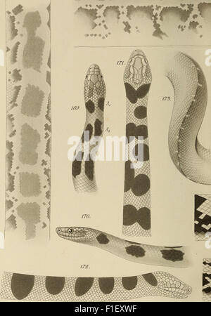 'Die Zeichnung der Boiden' (1898) is a detailed work showcasing ...
