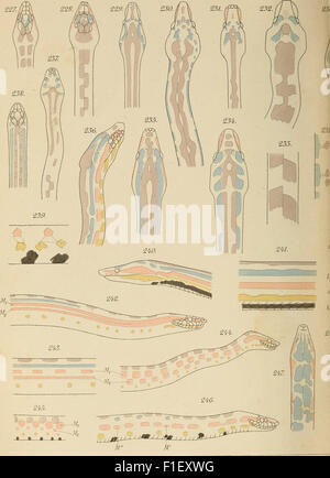 Booidea This 1898 work features detailed drawings of various species of snakes ...