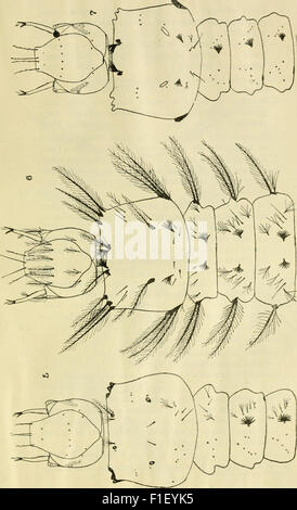 'Diptera Argentine' is a detailed work on the study of Diptera (flies ...