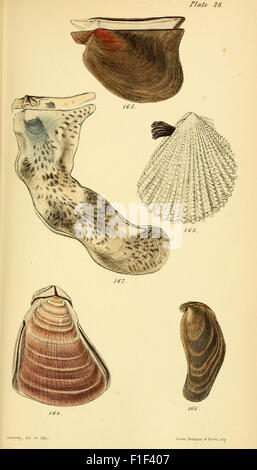 'Elements of Conchology' is a foundational work in the study of ...