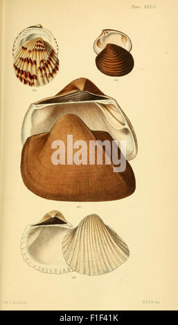 'Elements of Conchology' is a detailed work on the study of mollusks ...