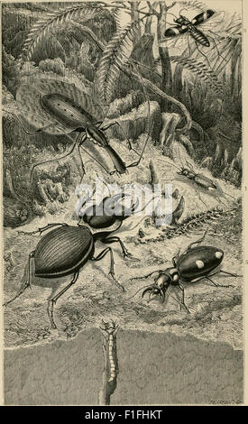 Forwing Insect Structure This 1883 book provides a popular overview of foreign insects ...