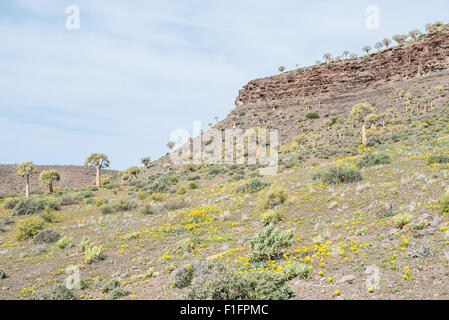 Thousands of quiver trees (Aloe dichotoma) lines the hills in the Quiver Tree Forest at Gannabos near Nieuwoudtville in the Nort Stock Photo