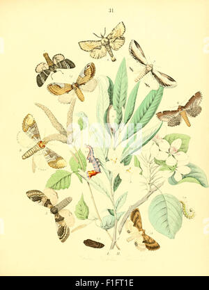 Insect Taxonomy Collection This illustrated entomological museum catalog provides detailed ...