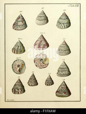 This work offers a systematic catalog of mollusks and shells, with ...
