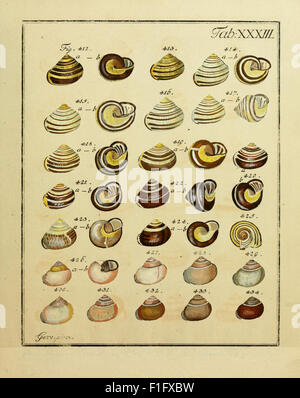 This work provides systematic classifications of mollusks, featuring ...