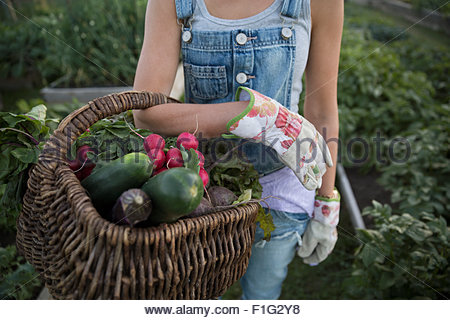 Close up woman holding fresh harvested vegetables basket