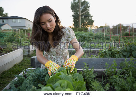 Teenage girl tending to plants in vegetable garden
