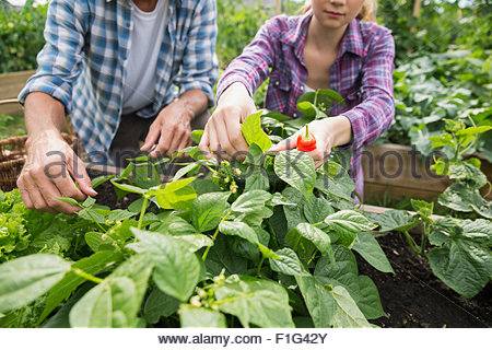 Father and daughter tending to vegetable garden