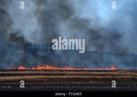 Fire on wheat field close up Stock Photo