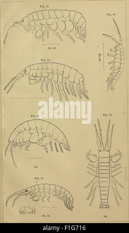 The 1871 report by the United States Commission of Fish and Fisheries ...