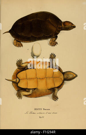 This work documents new species of turtles discovered during an ...