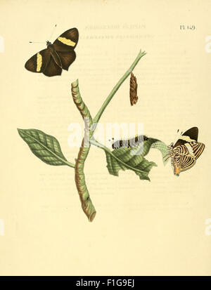 Surinaamsche vlinders (Pl. 149) Stock Photo