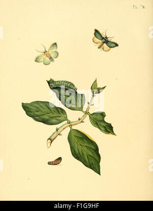 Surinaamsche vlinders (Pl. 79) Stock Photo