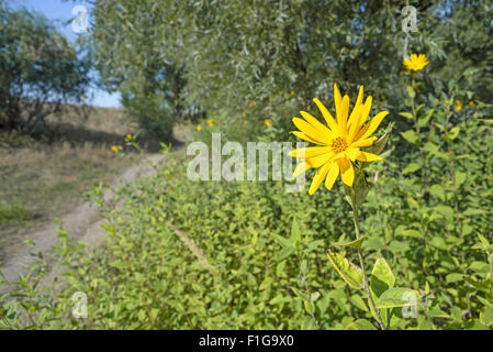 Yellow Helianthus tuberosus or Jerusalem Artichoke flower growing near a path on the hill Stock Photo