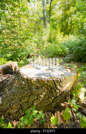 A cut tree in the middle of the forest at the end of summer Stock Photo