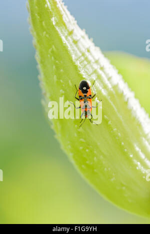 Black and red Firebug or Pyrrhocoris apterus on a Fruit of Asclepias Syriaca also called Milkweed Stock Photo